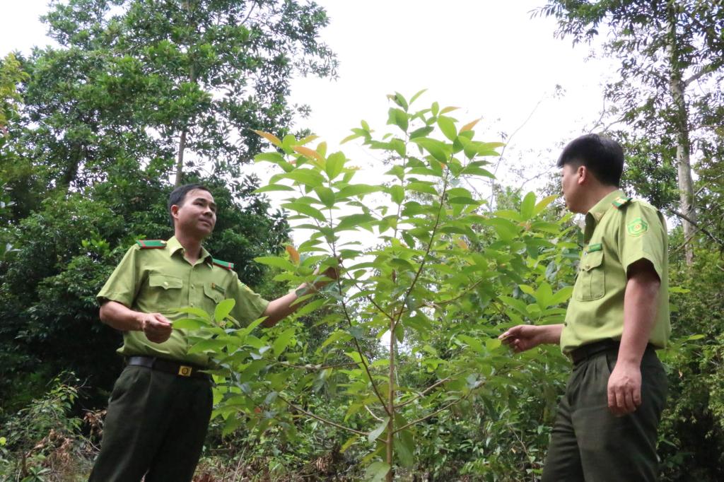 Nâng cao diện tích rừng phòng hộ, rừng đặc dụng