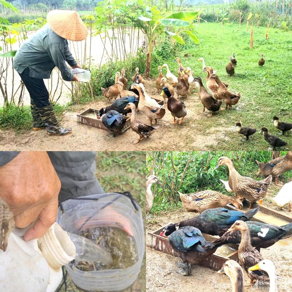 Nông dân vùng cao vạch lá bắt sâu hại ngô vụ đông ảnh 7