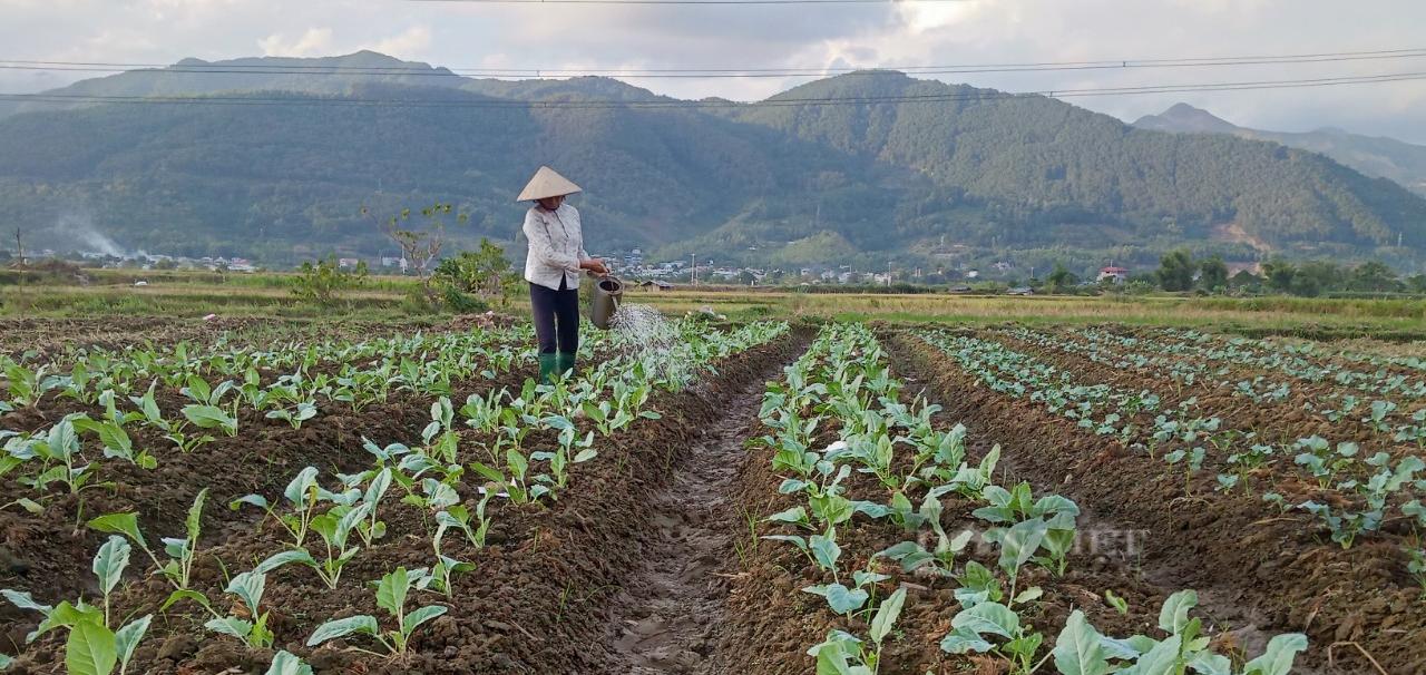 Nông dân Phù Yên (Sơn La) "bám đất, bám rộng" làm giàu - Ảnh 2.