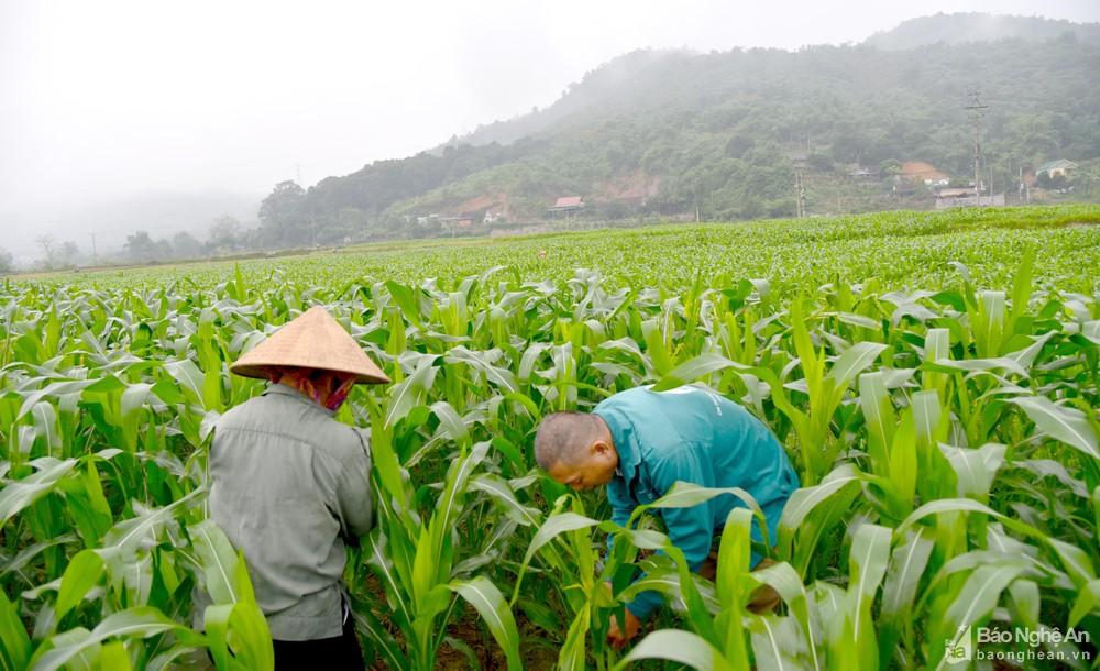 Nông dân vùng cao vạch lá bắt sâu hại ngô vụ đông ảnh 1