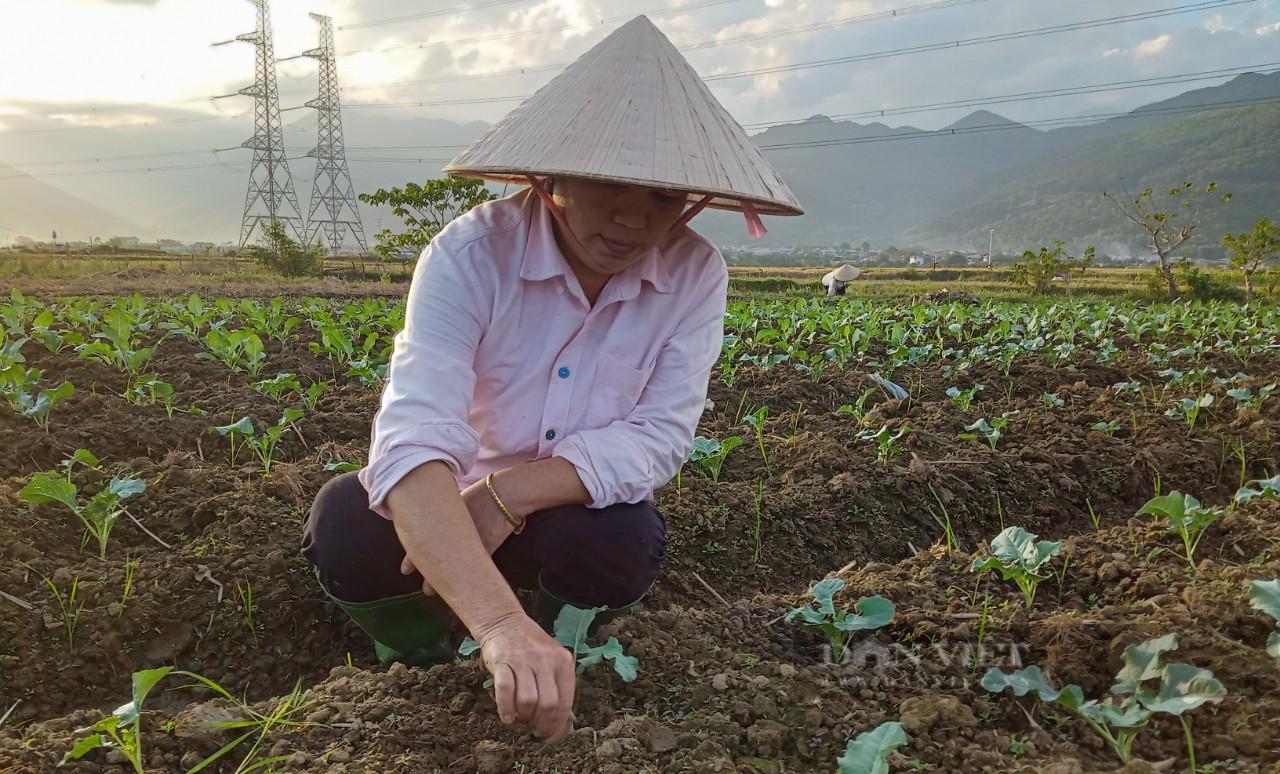 Nông dân Phù Yên (Sơn La) "bám đất, bám rộng" làm giàu - Ảnh 3.