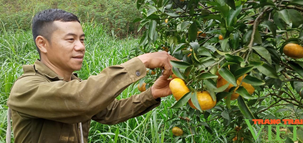 Trái quýt ngọt trên mảnh đất Phù Hoa - Ảnh 5.