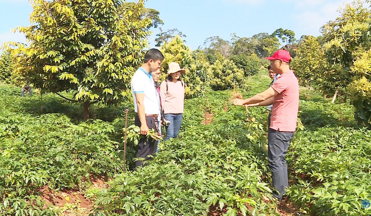 Trường Sinh Group đầu tư phát triển vùng trồng dược liệu tại xã Sơ Pai, huyện Kbang. Ảnh: Hà Duy