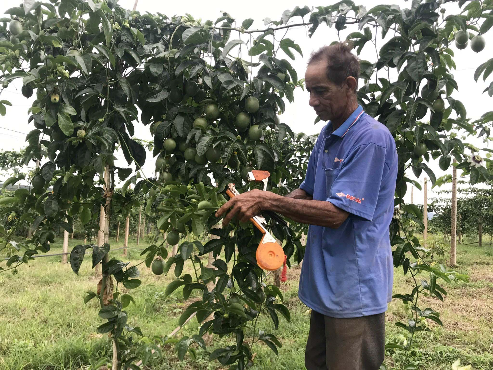 Ông Võ Văn Hùng (thôn 3, xã Nam Yang, huyện Đak Đoa) chăm sóc vườn chanh dây của gia đình. Ảnh: Nguyễn Diệp