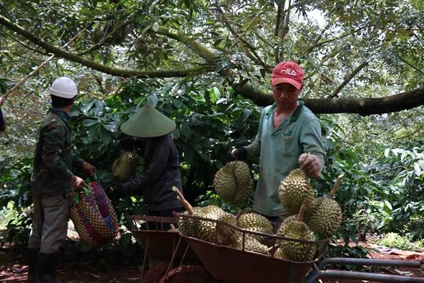 Thu hoạch sầu riêng tại huyện Krông Pắc, tỉnh Đắk Lắk.