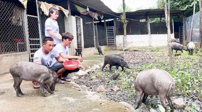 Mô hình nuôi lợn rừng của anh Khanh được nhiều đoàn viên thanh niên tham quan, học hỏi.