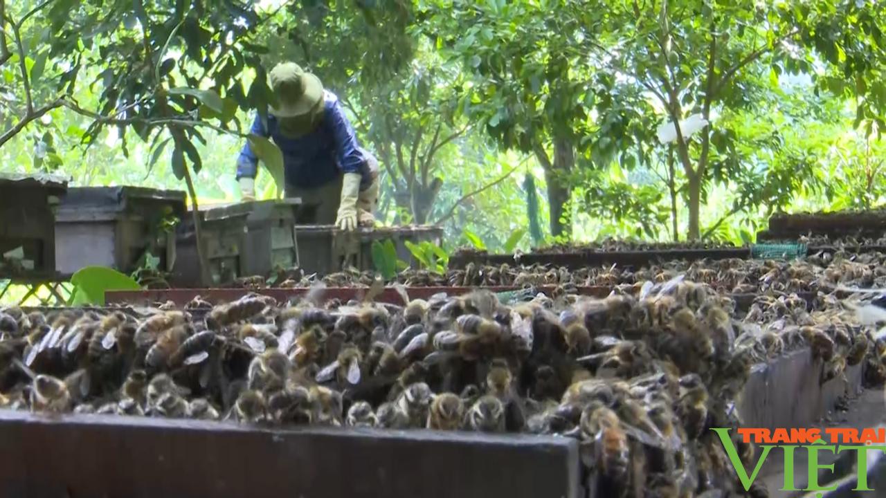 Sơn La: Lão nông giàu lên từ nghề nuôi ong - Ảnh 3.