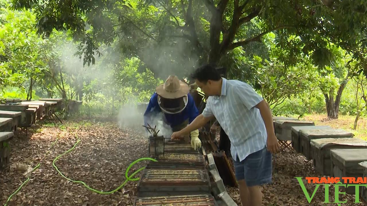 Sơn La: Lão nông giàu lên từ nghề nuôi ong - Ảnh 6.