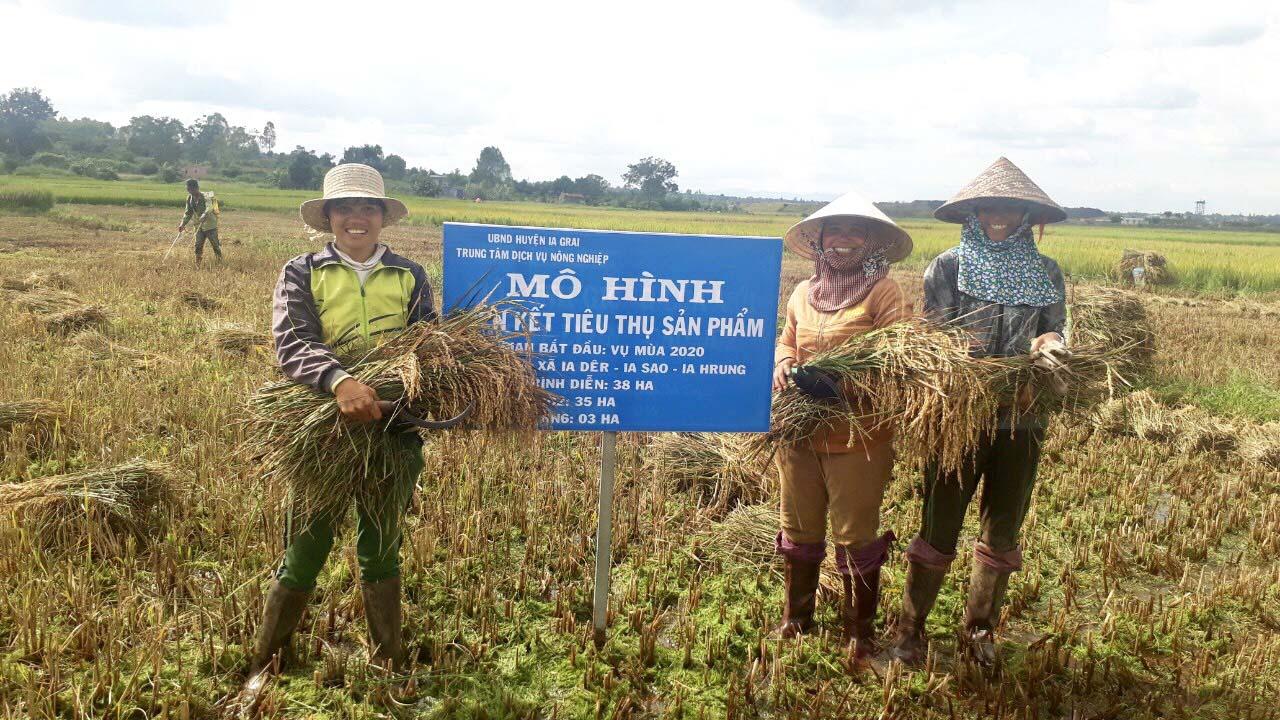 Người dân xã Ia Dêr (huyện Ia Grai) tham gia mô hình sản xuất lúa J02. Ảnh: Lê Nam