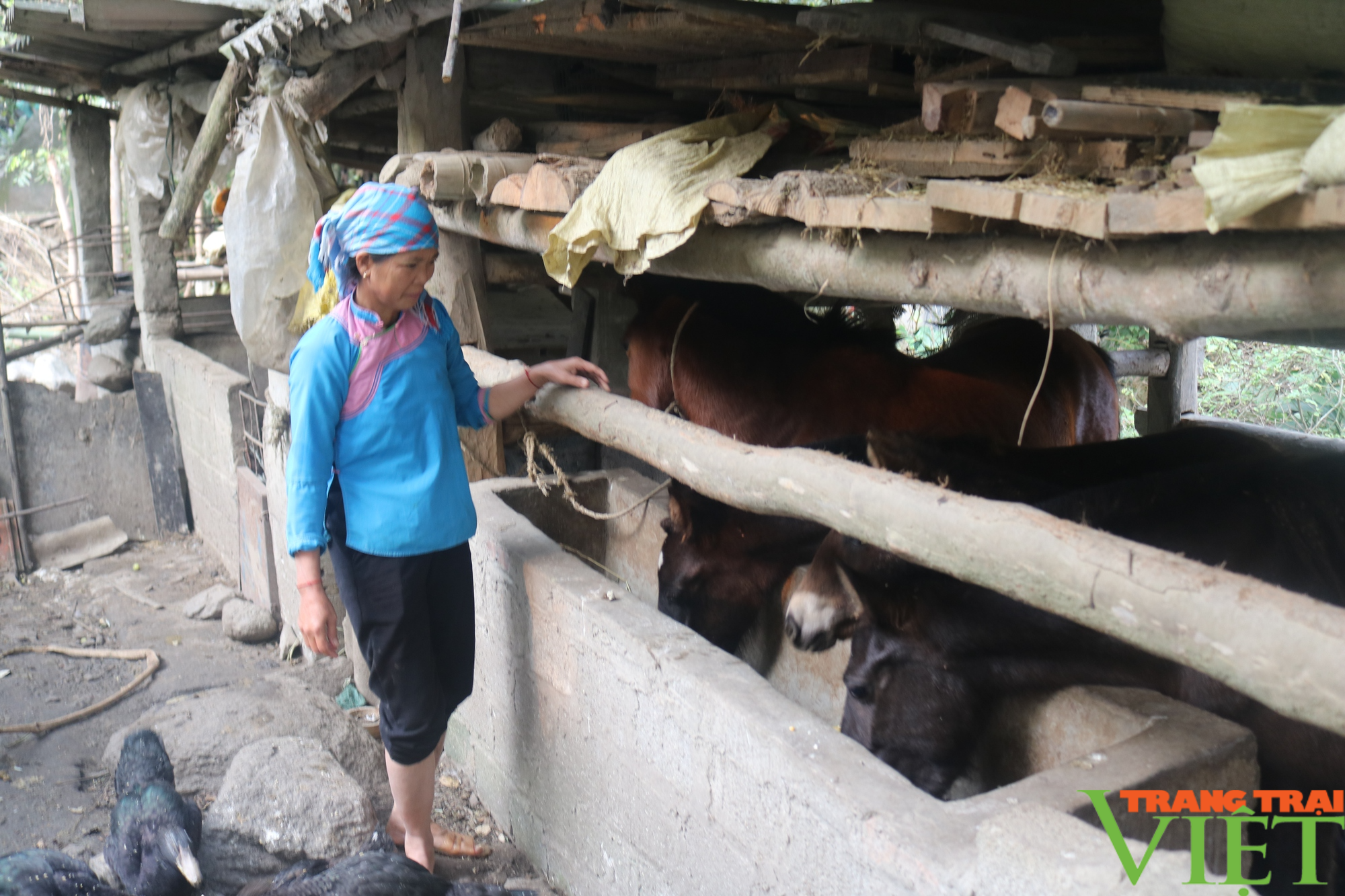 Nông dân vùng cao Lào Cai nhân rộng các mô hình kinh tế - Ảnh 2.