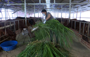 Nông dân triệu phú trên bản vùng cao Sơn La