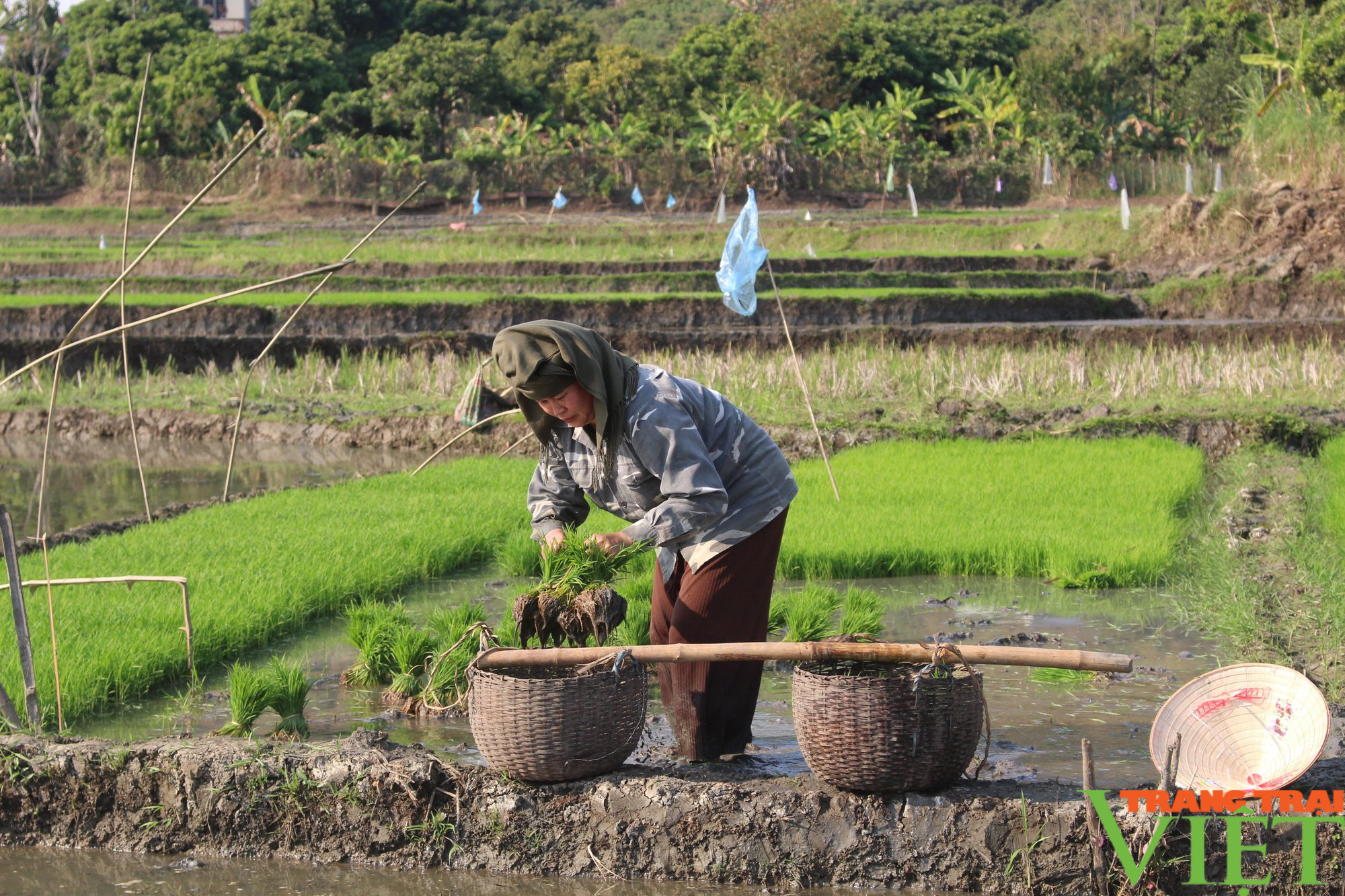 Huyện biên giới Sơn La hối hả sản xuất vụ lúa xuân - Ảnh 3.