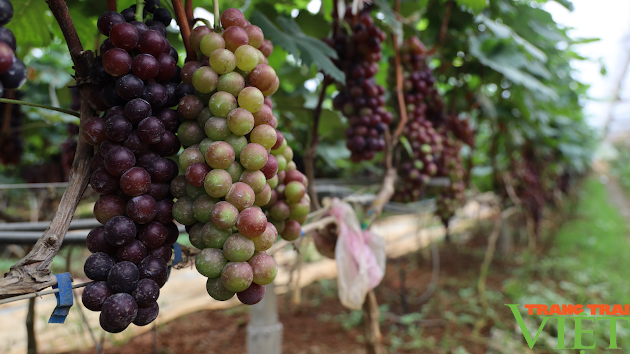 Nông dân năng động, sáng tạo trong phát triển kinh tế - Ảnh 6.