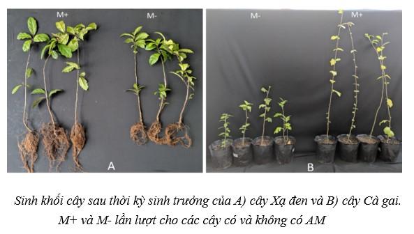 Khả năng cộng sinh với nấm AM của một số cây dược liệu