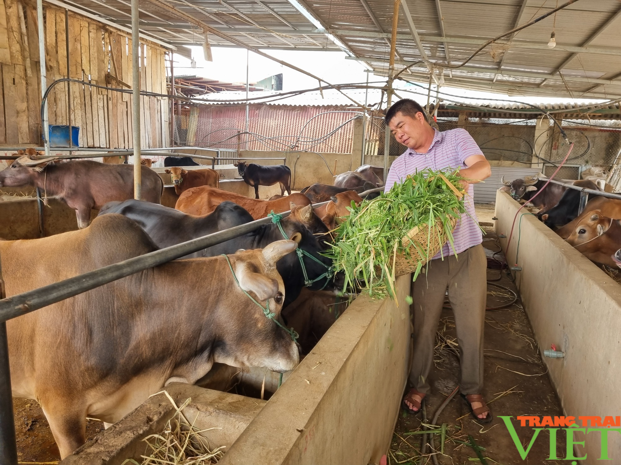 Vỗ béo trâu bò bán sang Trung Quốc, lão nông Sơn La thu tiền tỷ - Ảnh 2.