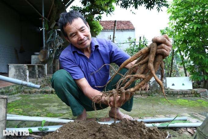 Nhặt "thần dược" trên núi về trồng, lão nông thu gần 1 tỷ mỗi năm - Ảnh 6.