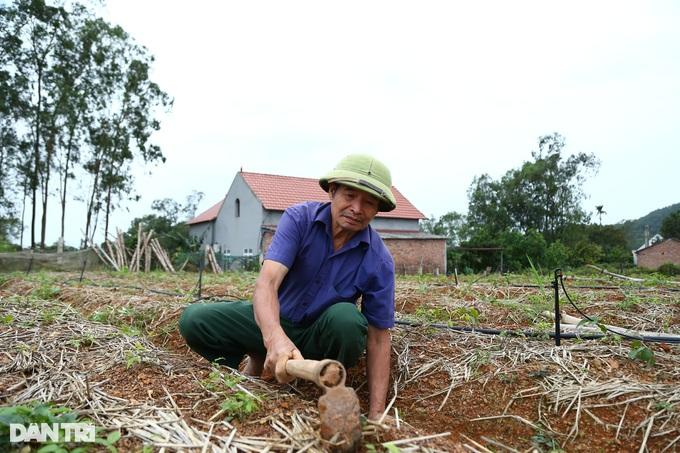 Nhặt "thần dược" trên núi về trồng, lão nông thu gần 1 tỷ mỗi năm - Ảnh 4.