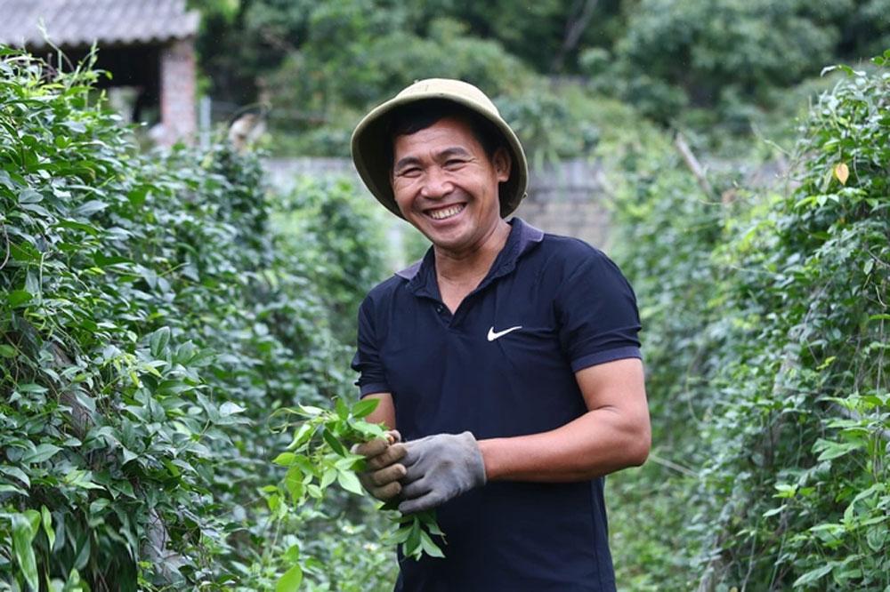 sâm núi Dành, xã Liên Chung, Bắc Giang, nông dân Bắc Giang