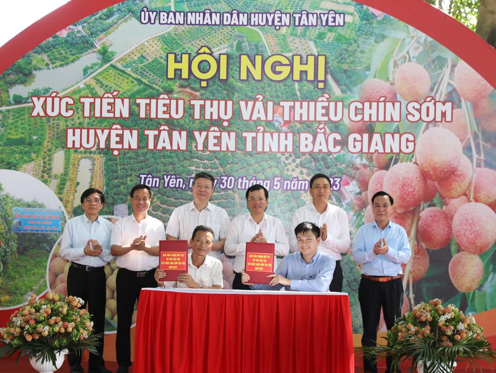 Bắc Giang, vải sớm, Tân Yên, tiêu thụ, xúc tiến.