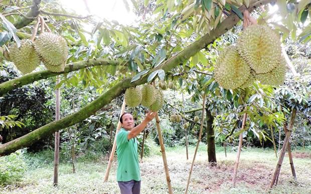 Phát triển 'nóng" các loại nông sản ở Tây Nguyên: Đâu là giải pháp?  - Ảnh 1.