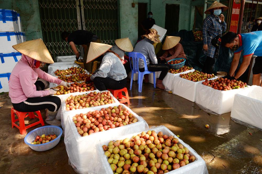 Lục Ngạn, điện, vải thiều, cung ứng điện, điện năng