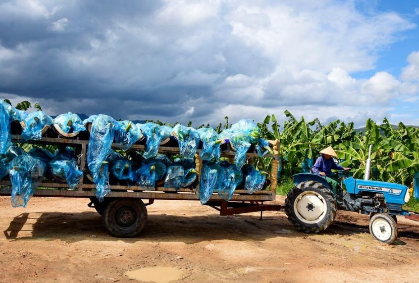 Bà con nông dân thu hoạch chuối