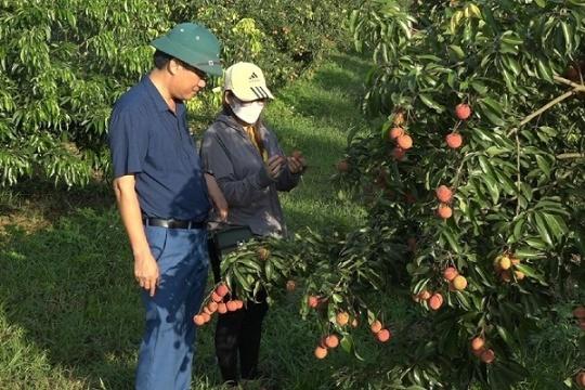 Việc xuất khẩu hơn 1 tấn vải không hạt sang thị trường Nhật Bản và Vương quốc Anh đã mở ra cơ hội cho trong việc xuất khẩu nhiều sản phẩm nông nghiệp của vùng núi tỉnh Thanh Hóa trong thời gian tới