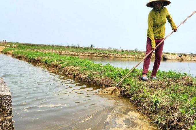 Tôm chết trắng đồng nghi nguồn nước ô nhiễm, nông dân chỉ biết "kêu trời" - Ảnh 3.