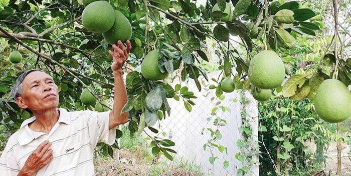 Ở vùng đất gò đồi này, nông dân trồng thanh trà, bưởi da xanh, cam sai chi chít quả, có bao nhiêu cũng bán  - Ảnh 1.