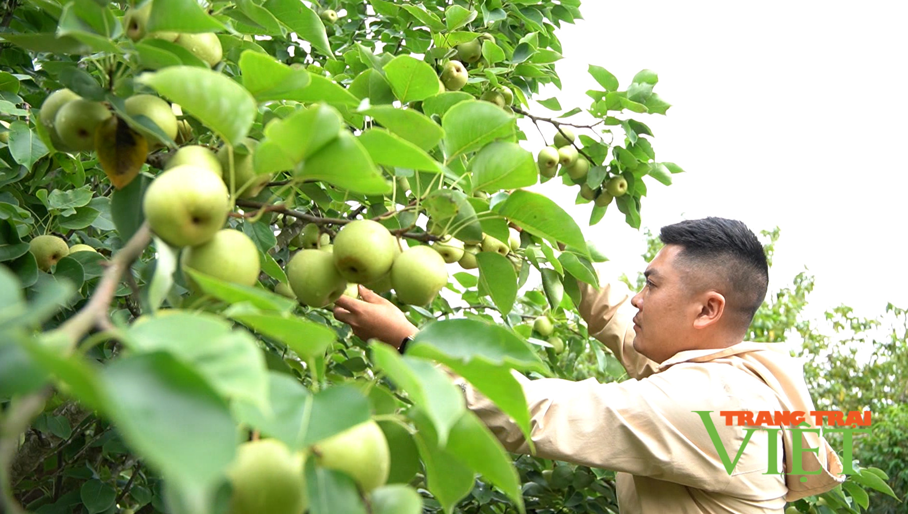 Nông dân Tam Đường khá giả nhờ trồng lê VH6 - Ảnh 2.