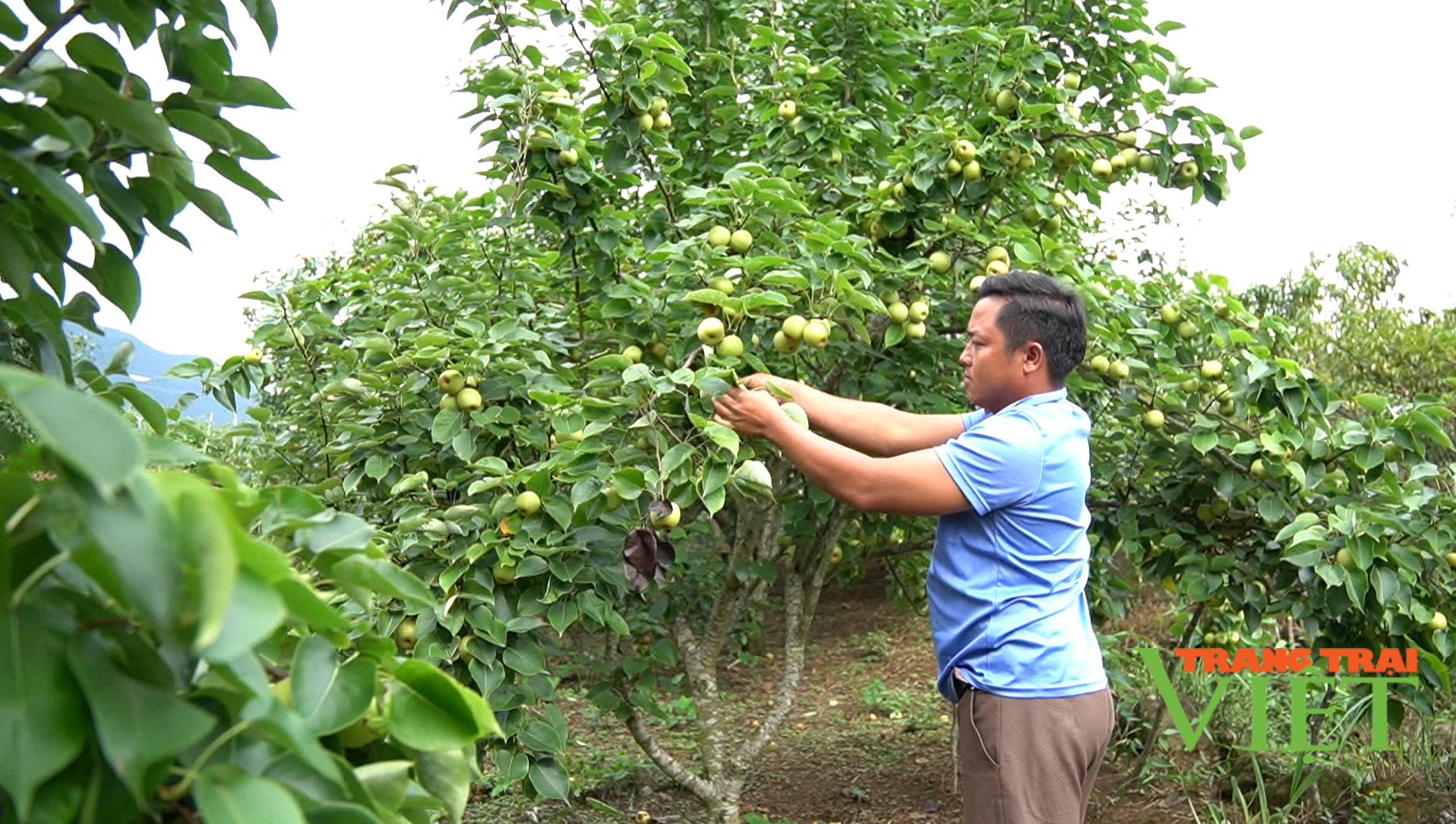 Nông dân Tam Đường khá giả nhờ trồng lê VH6 - Ảnh 3.