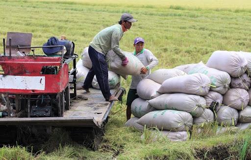 Cập nhật giá gạo mới nhất ngày 18/8: Giá gạo xuất khẩu Việt Nam tăng trở lại, cao hơn cả gạo Thái - Ảnh 2.