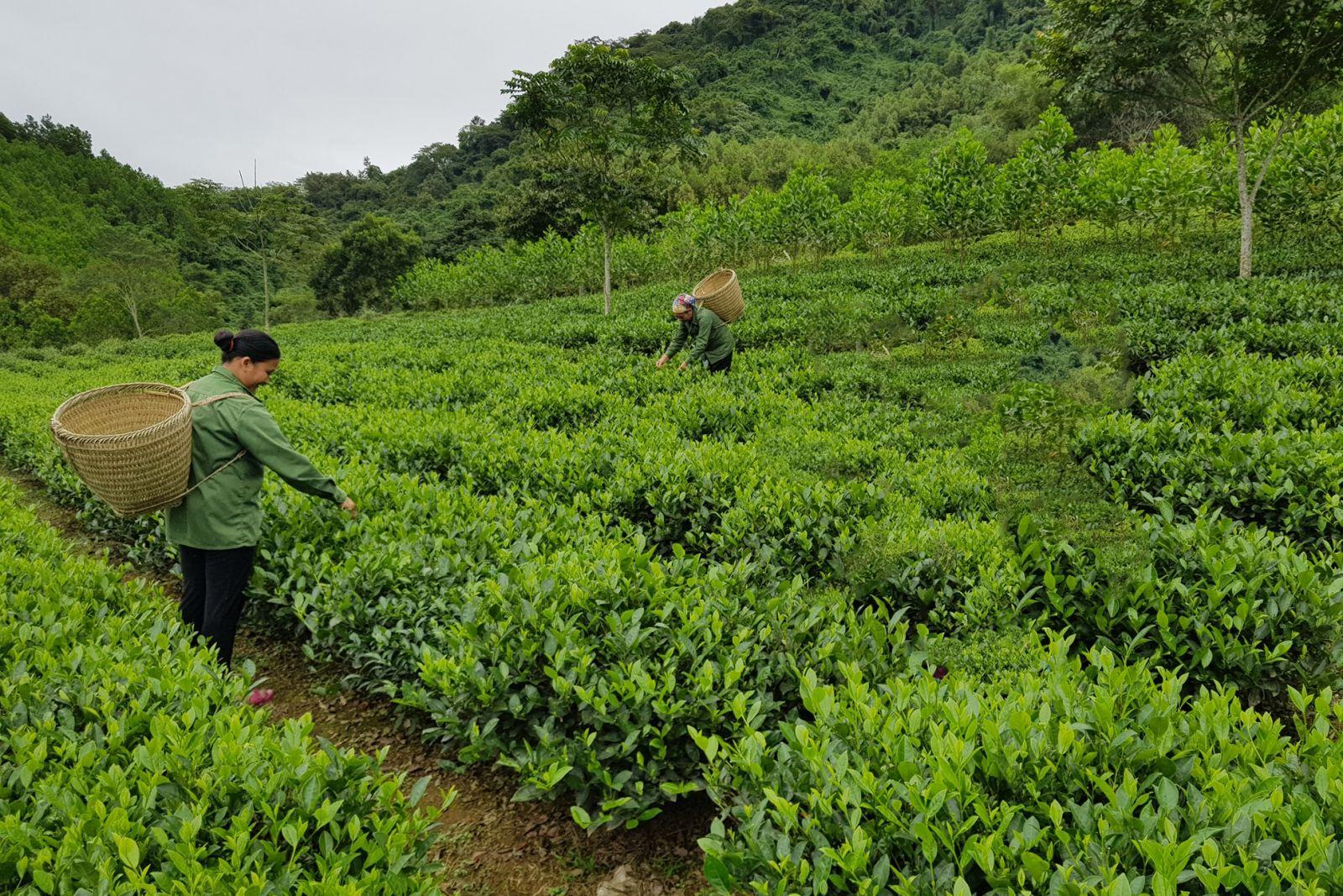 Những nông sản nổi bật 'gây thương nhớ' của tỉnh Bắc Kạn, nhiều người chưa biết loại sản phẩm này - Ảnh 2.