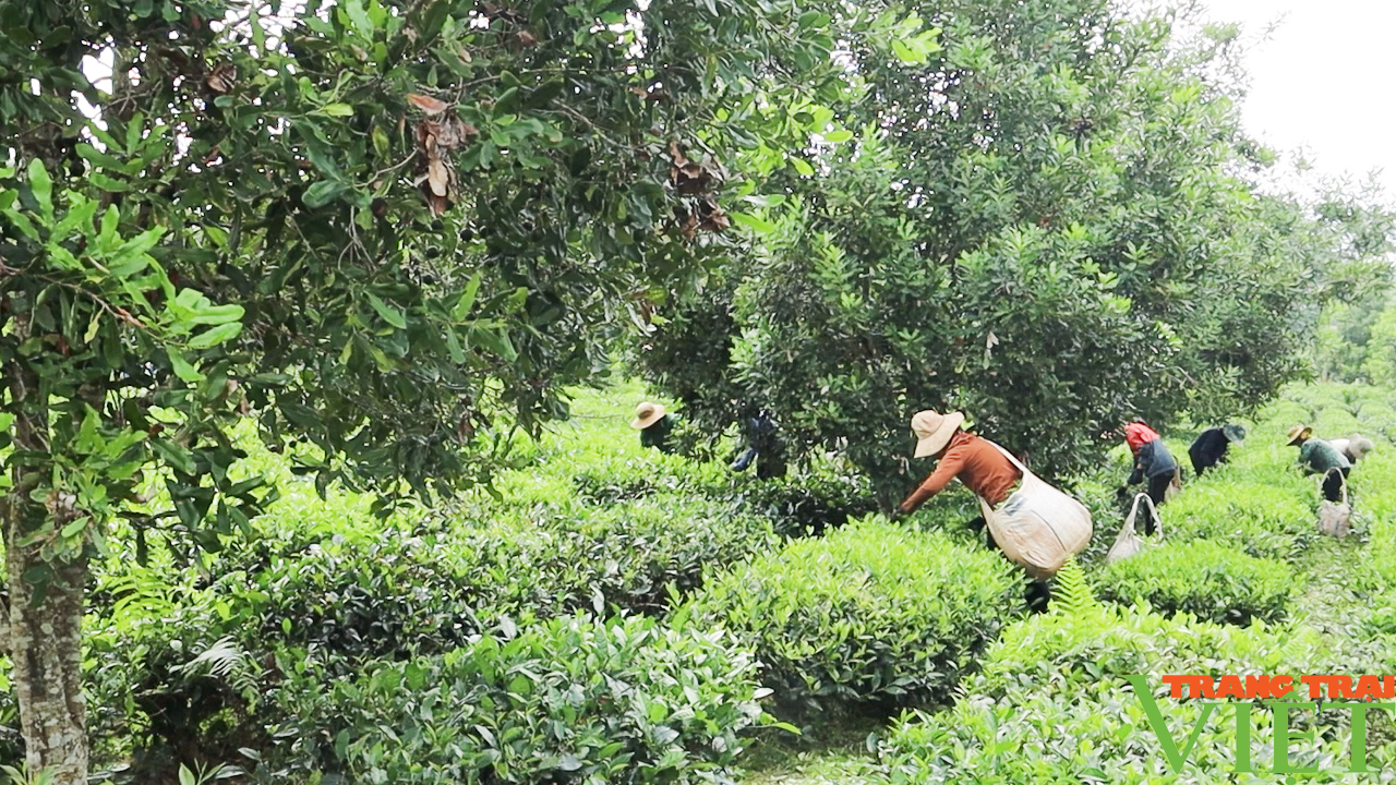 Cầm tay, chỉ việc cùng hội viên nông dân phát triển sản xuất, nâng cao thu nhập - Ảnh 6.