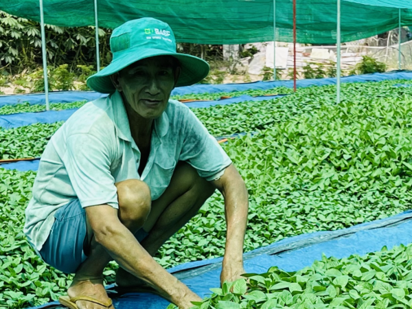 Cây từng mọc dại nay thu bộn tiền, dân trồng 3 tháng là thu hoạch, bán thành đặc sản khắp nơi - Ảnh 4.