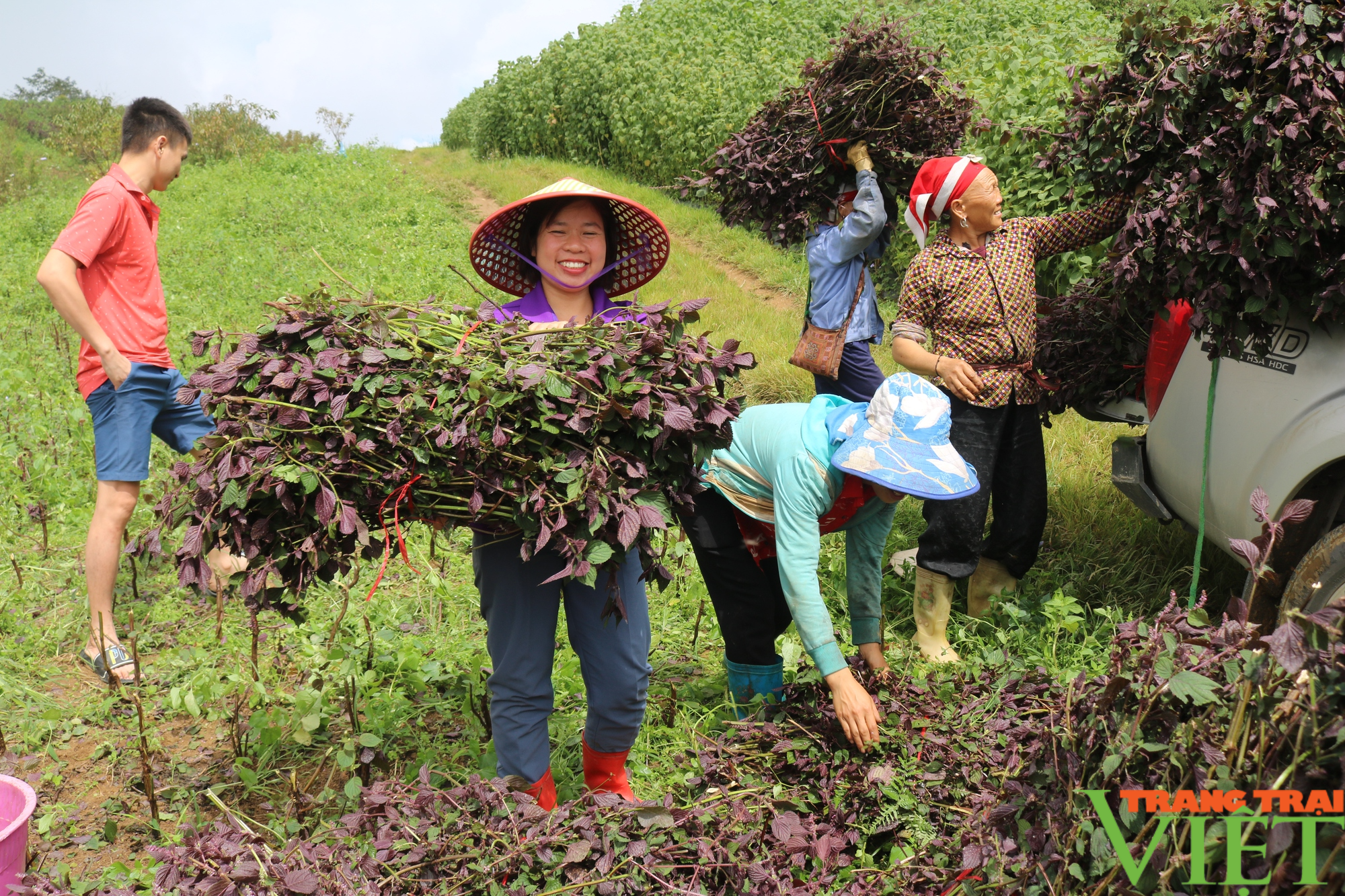 Sa Pa đẩy mạnh phát triển cây dược liệu - Ảnh 4.