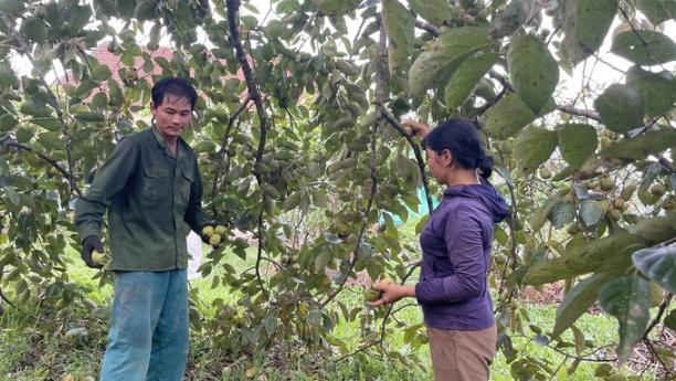 Hồng thường ra hoa vào tháng giêng và đến tháng 8 âm lịch thì bắt đầu thu hoạch. Ảnh: Ánh Nguyệt.