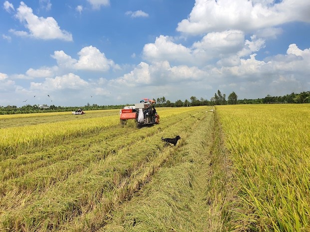 Giá lúa gạo hôm nay ngày 3/11: Giá gạo tiếp đà giảm, thương lái ngưng mua chờ giảm thêm