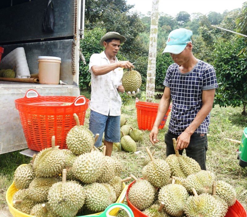 Dồn sức để giảm nghèo trên mảnh đất