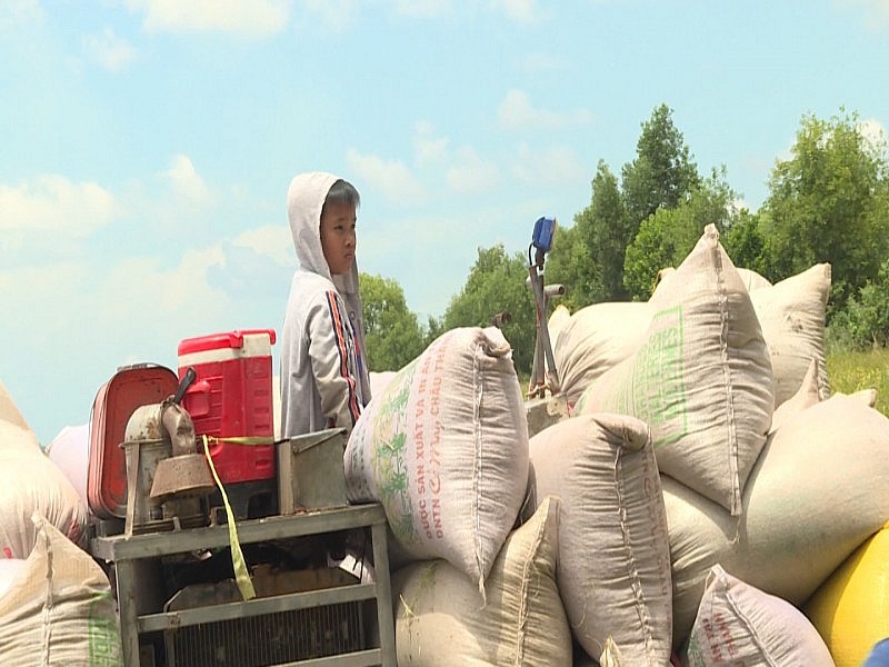 Giá lúa gạo hôm nay ngày 28/11: Giá lúa giảm 100 đồng, giá gạo tiếp đà tăng