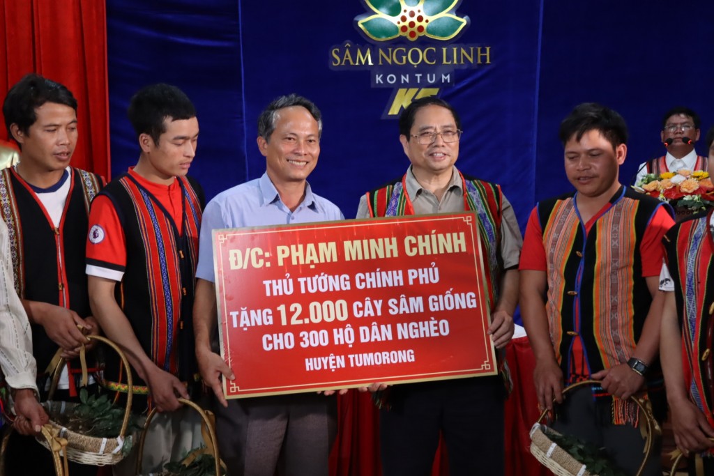 Kon Tum: 300 hộ nghèo trồng 12.000 cây sâm Ngọc Linh do Thủ tướng tặng