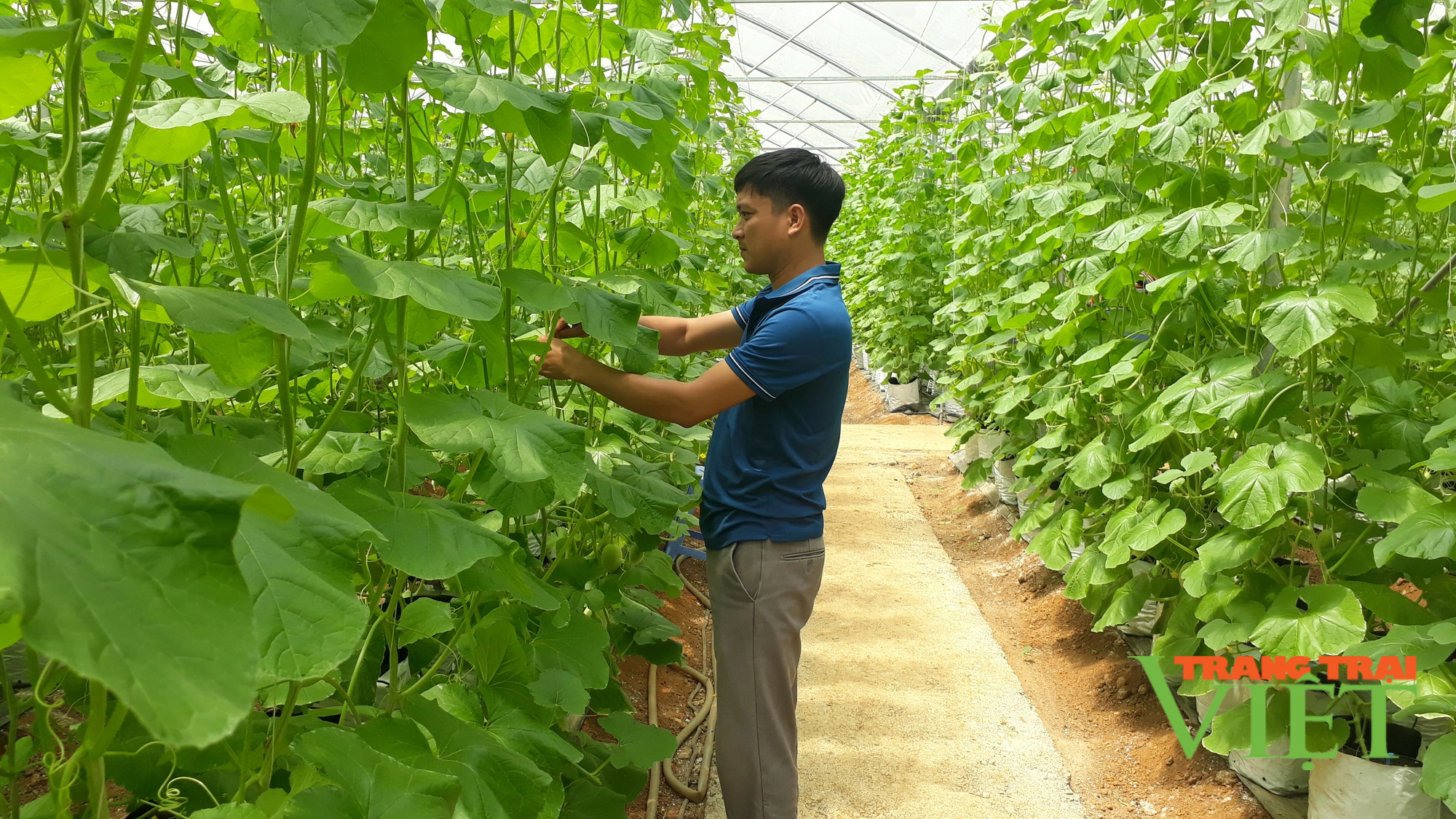 Lai Châu: Ứng dụng tiến bộ khoa học kĩ thuật vào sản xuất, nông dân Tân Uyên khá giả hẳn lên - Ảnh 1.