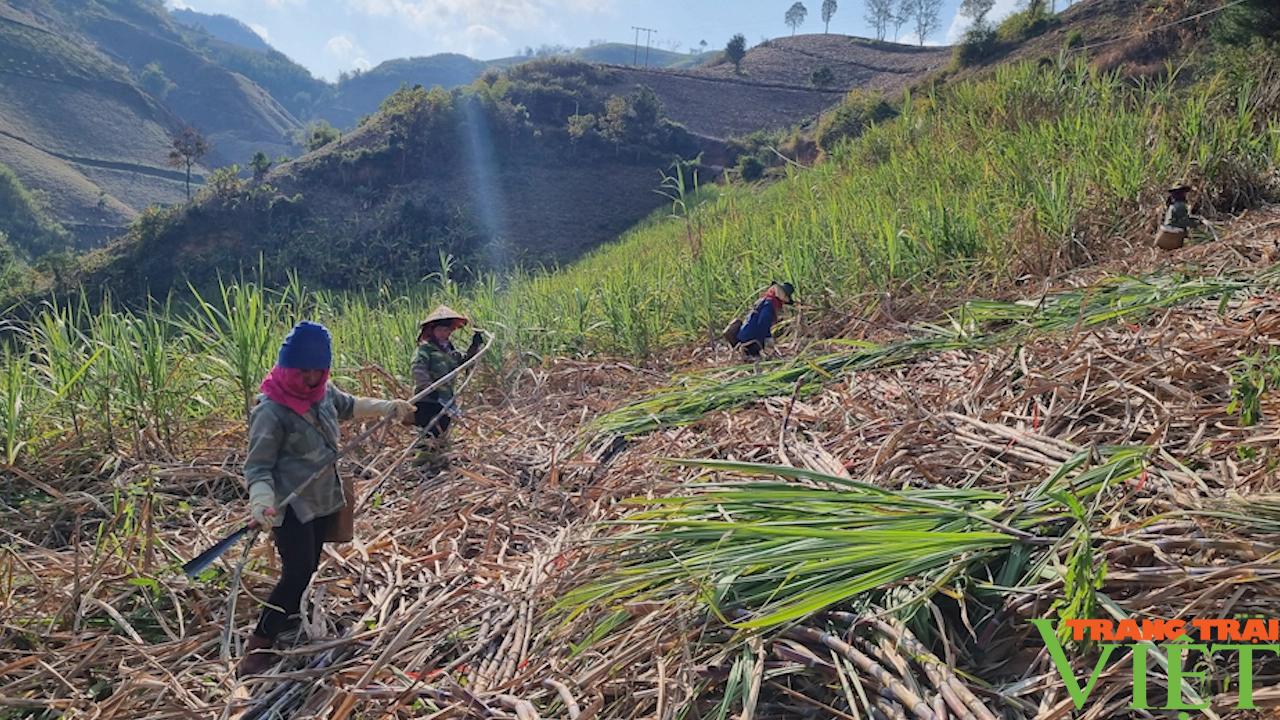 Công ty cổ phần mía đường Sơn La liên kết sản xuất cùng với nông dân- Ảnh 2.