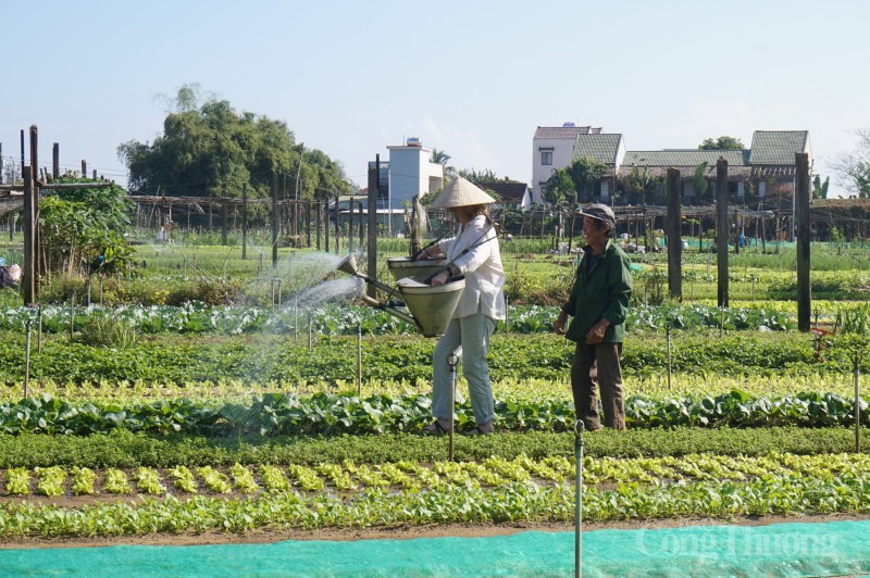 Làng rau sạch nức tiếng Quảng Nam hối hả phục vụ Tết Giáp Thìn