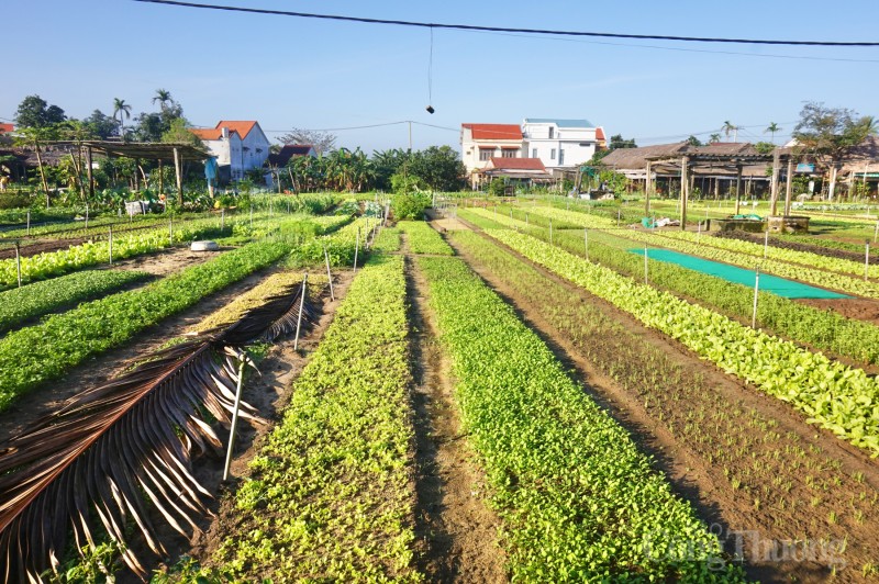 Làng rau sạch nức tiếng Quảng Nam hối hả phục vụ Tết Giáp Thìn