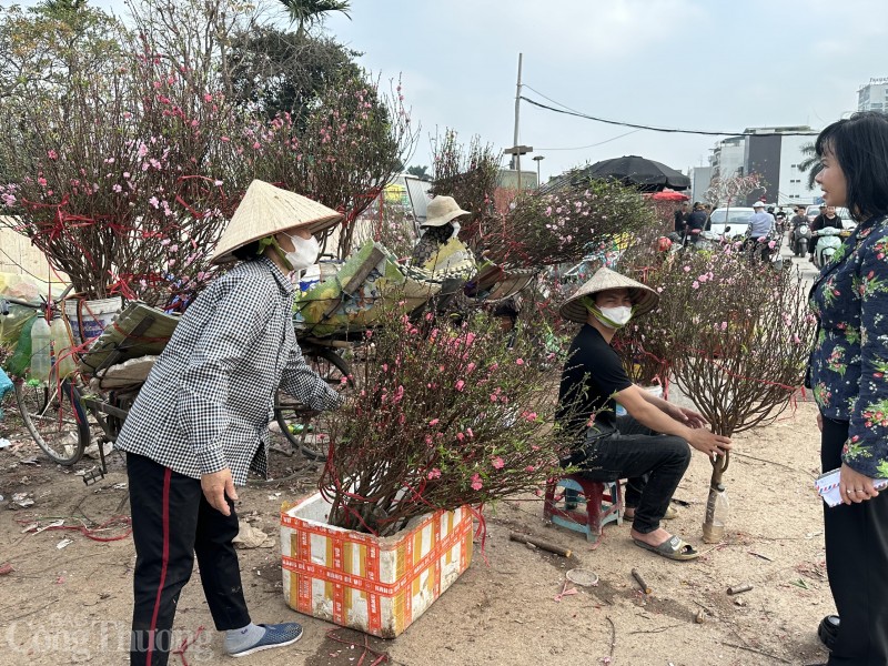 Nắng ấm, hoa đào nở bung... người bán lo