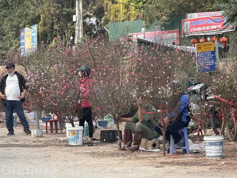 Nắng ấm, hoa đào nở bung... người bán lo