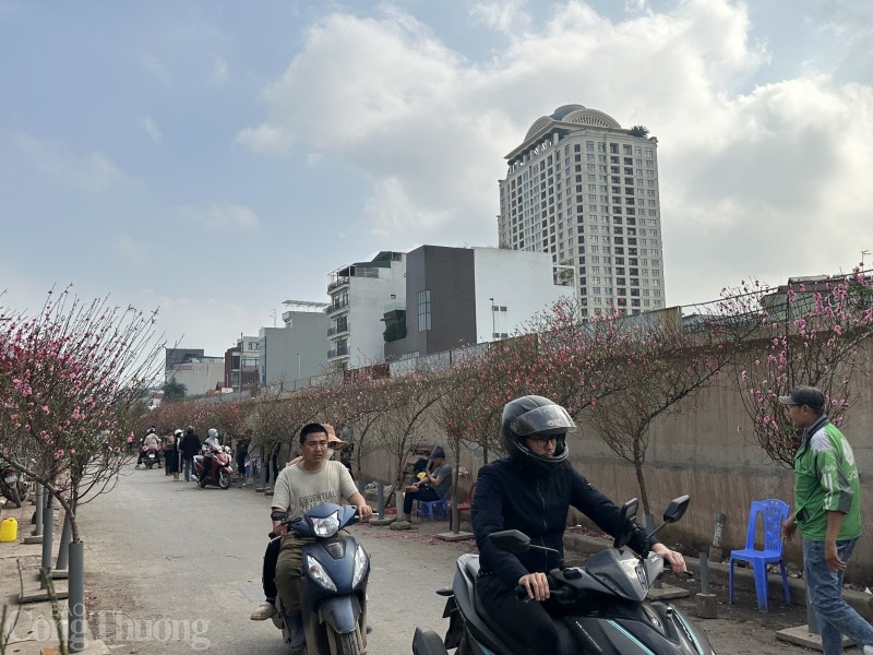 Nắng ấm, hoa đào nở bung... người bán lo