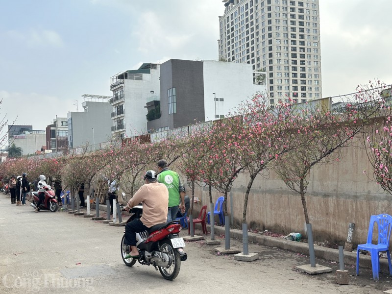 Nắng ấm, hoa đào nở bung... người bán lo