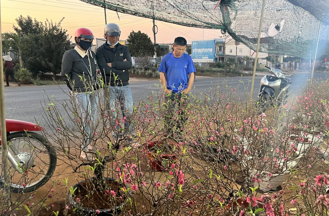 Cây đào bonsai rất thu hút người mua vì hội tụ đủ các yếu tố như dáng đẹp, có nhiều nụ, lá, lộc non và kết cấu nhỏ, gọn dễ vận chuyển có thể đặt ở bàn hoặc các vị trí trong phòng làm việc có diện tích nhỏ.